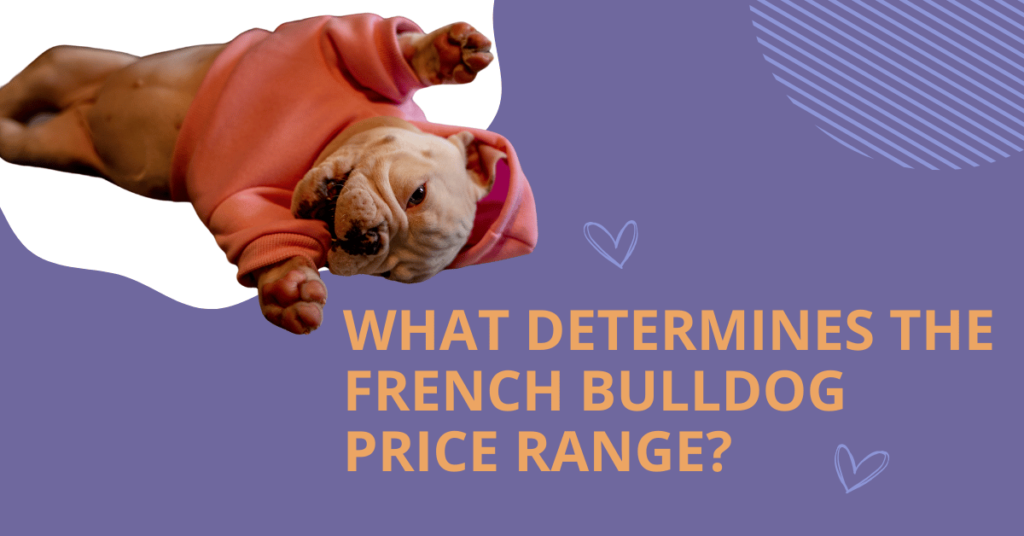 What determines the frenchie bulldog price range