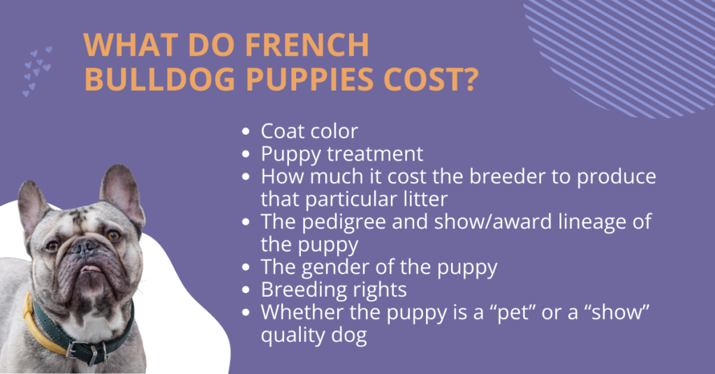 What do frenchie puppies cost