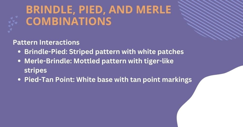 Brindle, Pied, and Merle Combinations