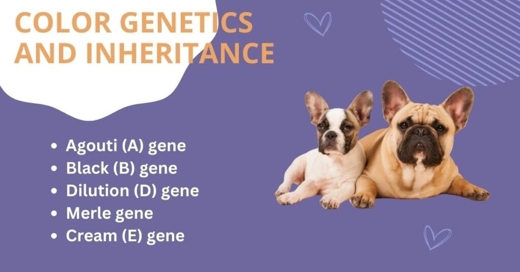 Color Genetics and Inheritance