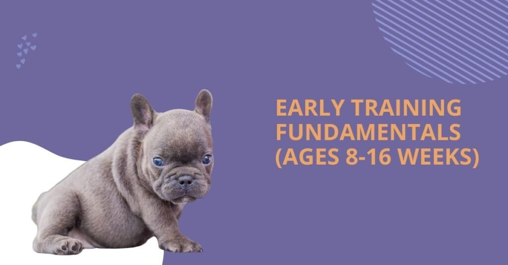 Early Training Fundamentals (Ages 8-16 weeks)