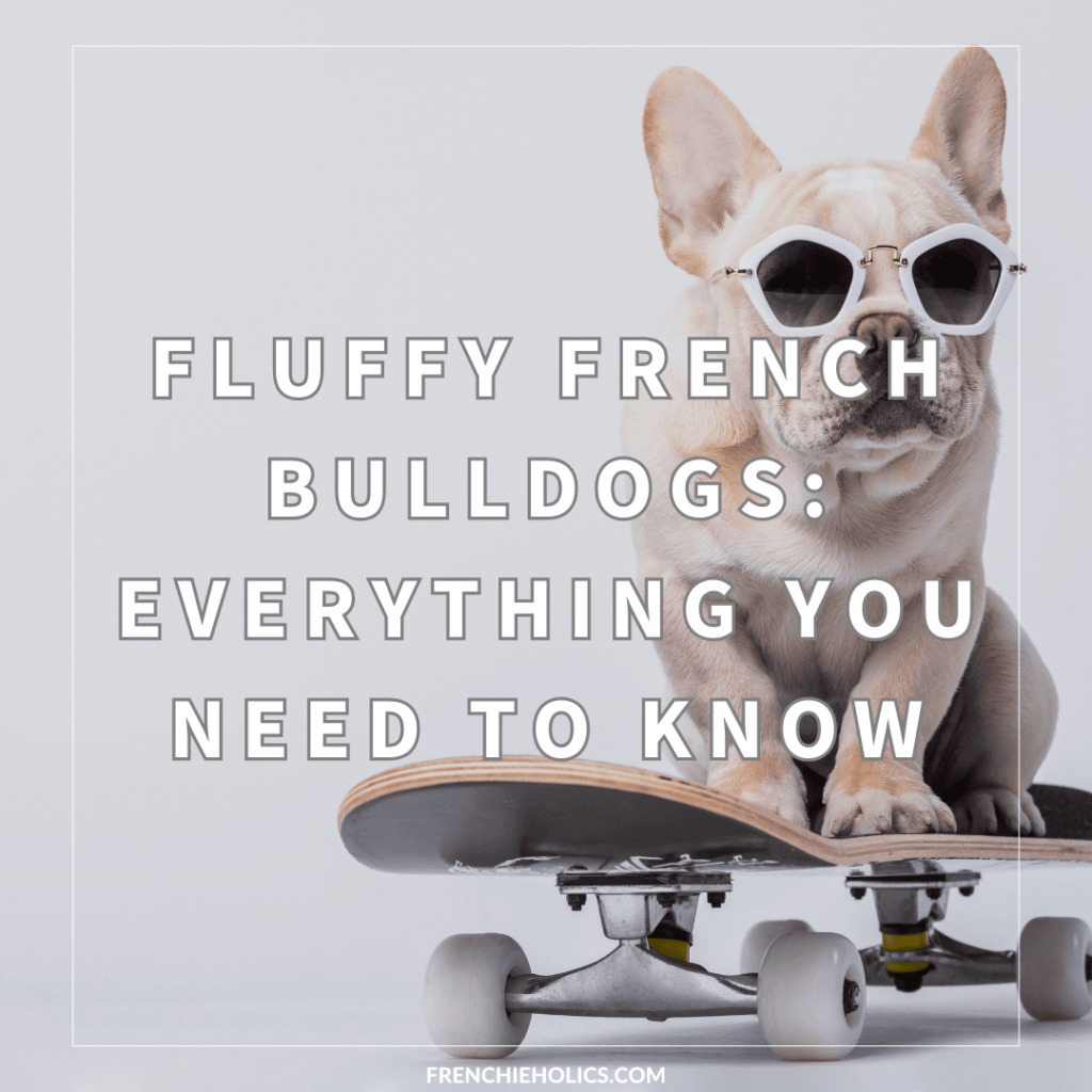 Fluffy French Bulldogs Everything You Need to Know