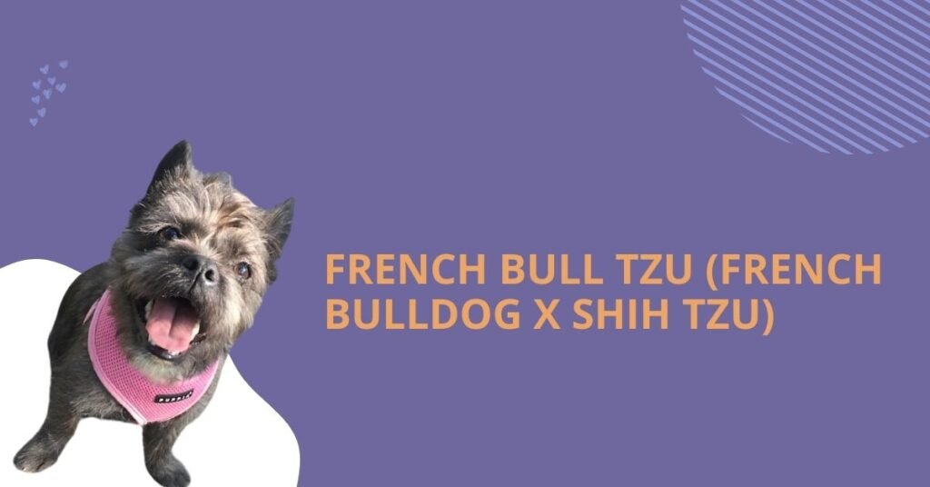 French Bull Tzu (French Bulldog x Shih Tzu)