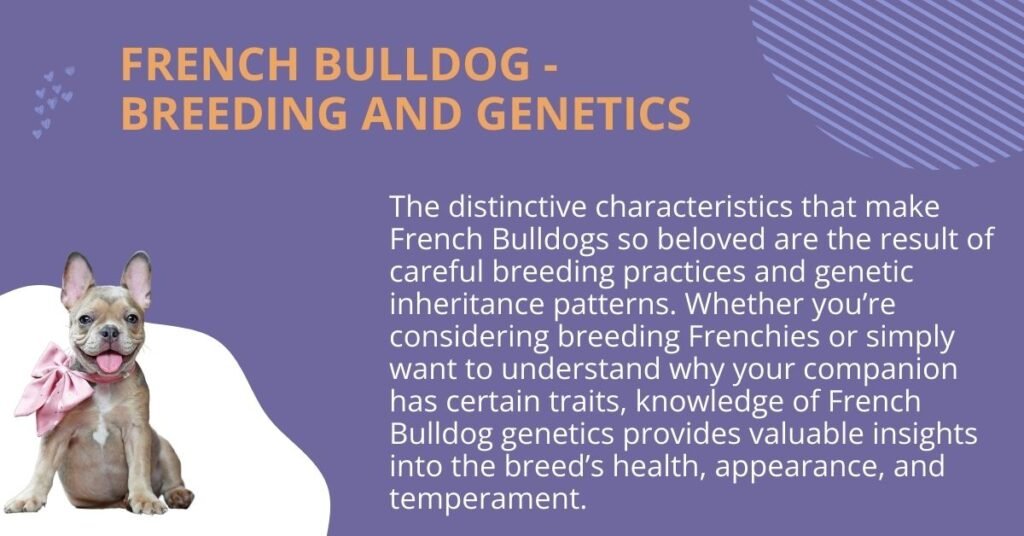 a description on French Bulldog - Breeding and Genetics