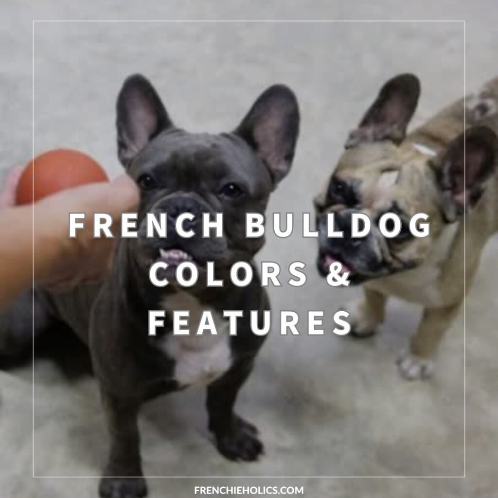 French Bulldog Colors & Features