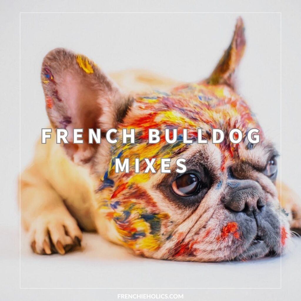 a painted face of a french bulldog