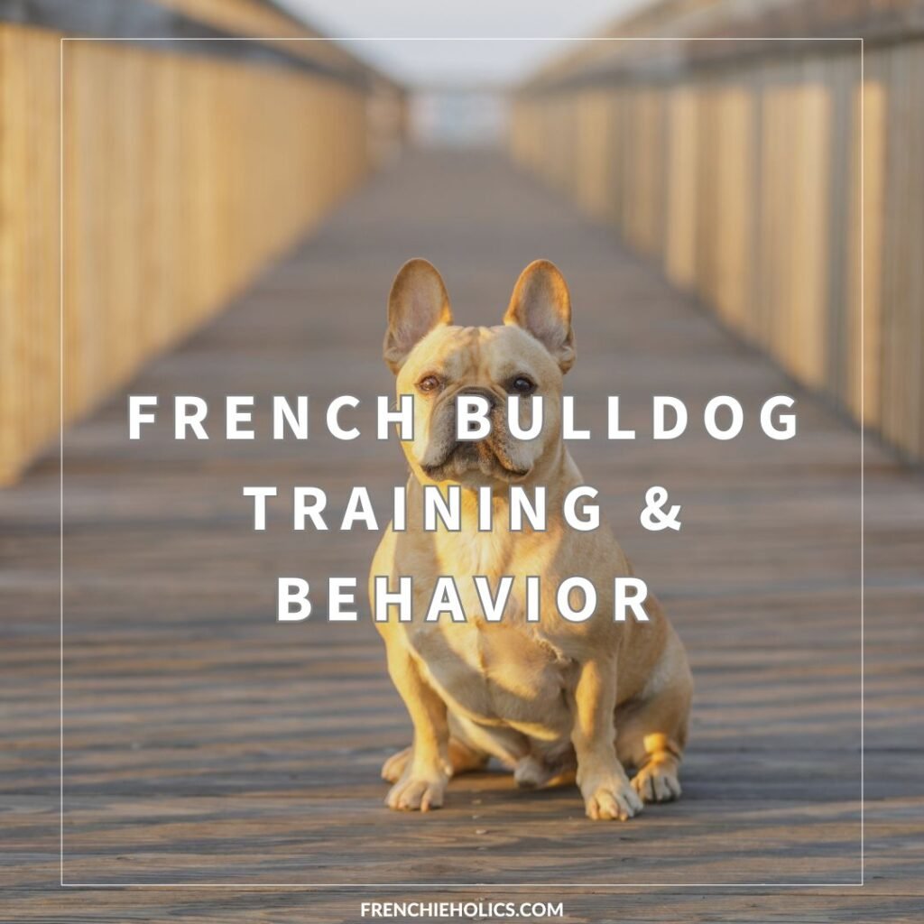 French Bulldog Training & Behavior - featured