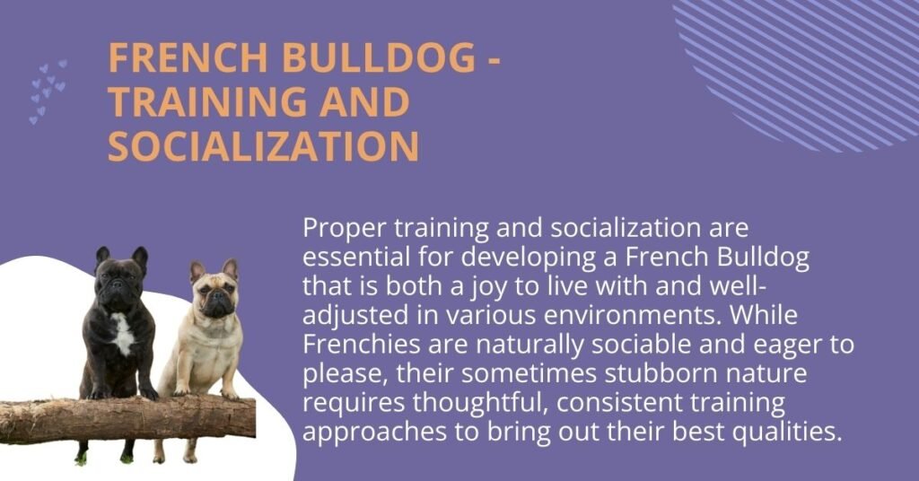 explanation on French Bulldog - Training and Socialization