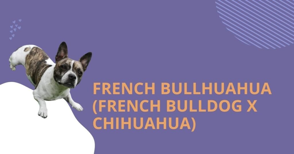 French Bullhuahua (French Bulldog x Chihuahua)