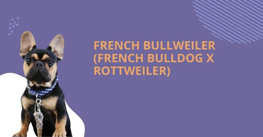 French Bullweiler (French Bulldog x Rottweiler)