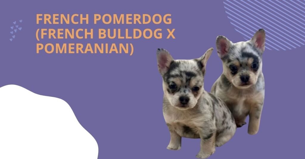 French Pomerdog (French Bulldog x Pomeranian)