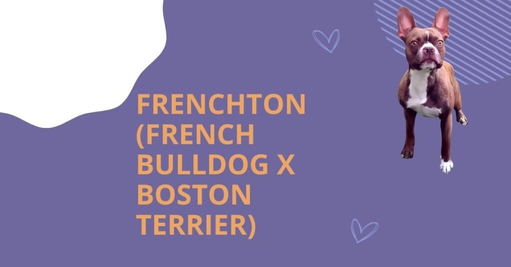 Frenchton (French Bulldog x Boston Terrier)