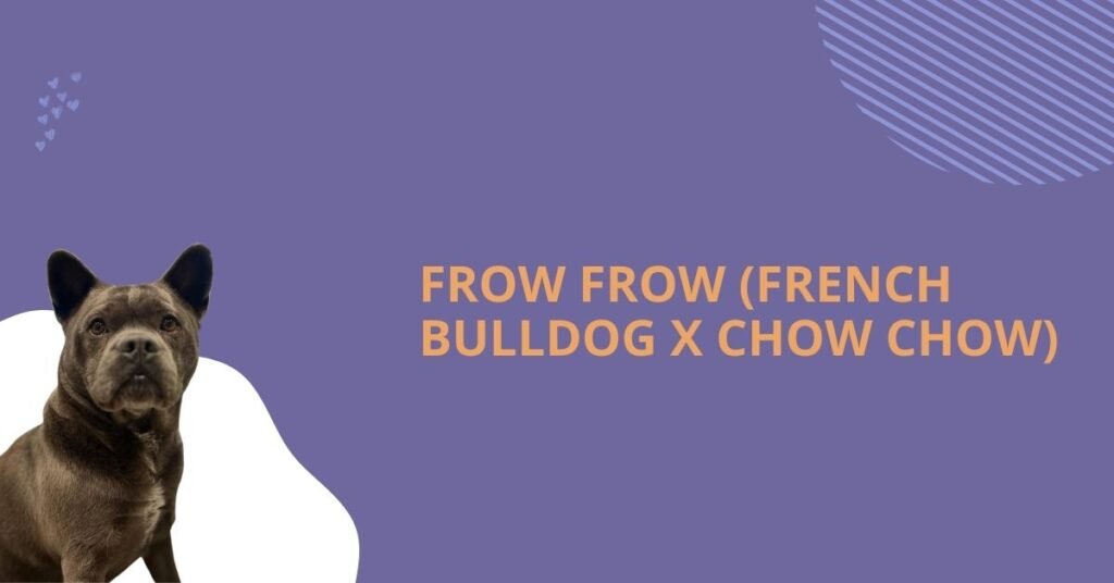 Frow Frow (French Bulldog x Chow Chow)