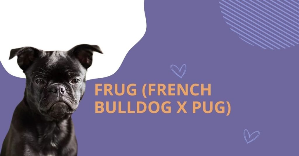 Frug (French Bulldog x Pug)