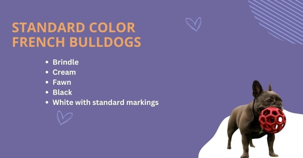 Standard Color French Bulldogs