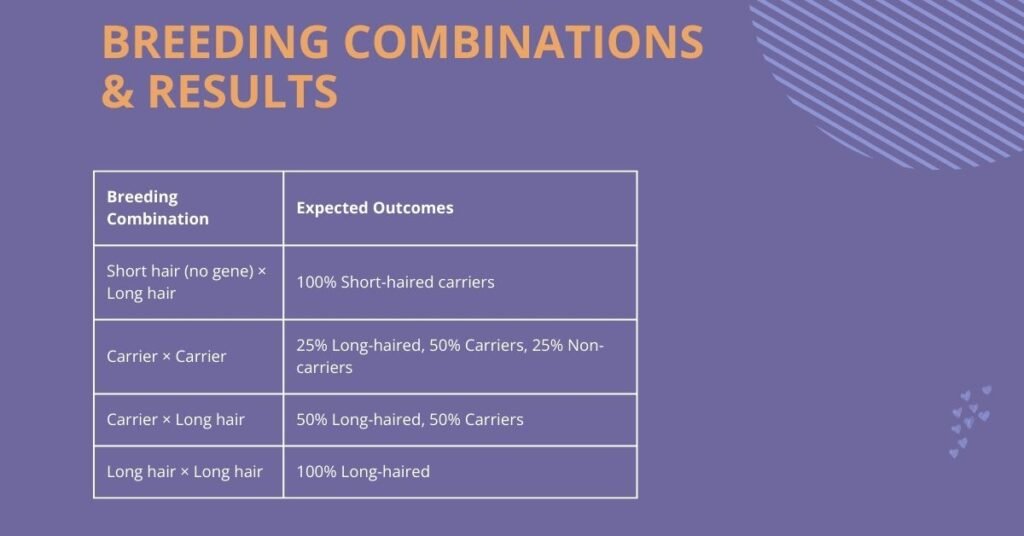 Fluffy Frenchies Breeding Combinations and Results spreadsheet