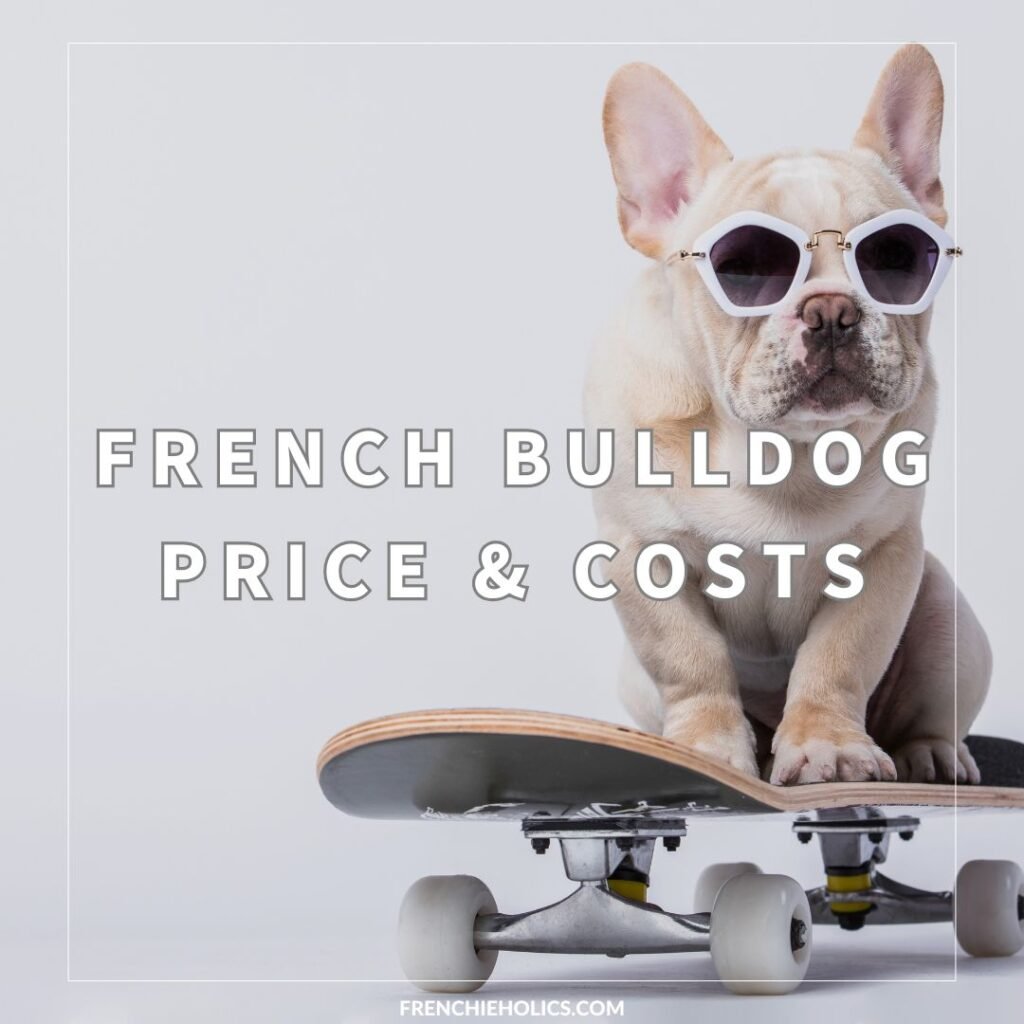 French Bulldog Price & Costs - featured image