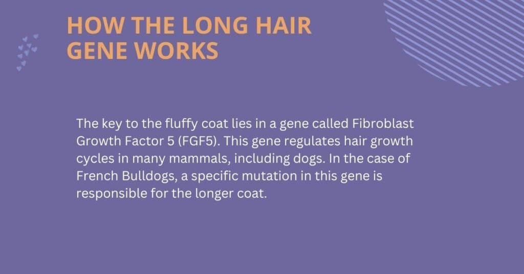 How the Long Hair Gene Works explanation