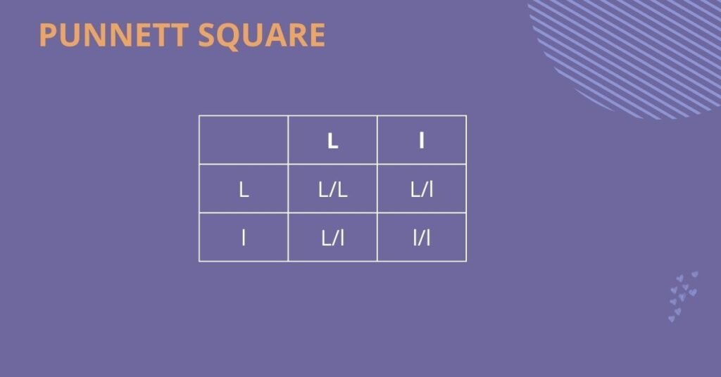 Punnett square