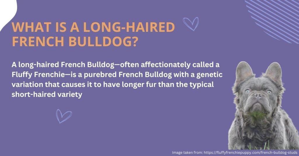 What Is a Long-Haired French Bulldog explanation