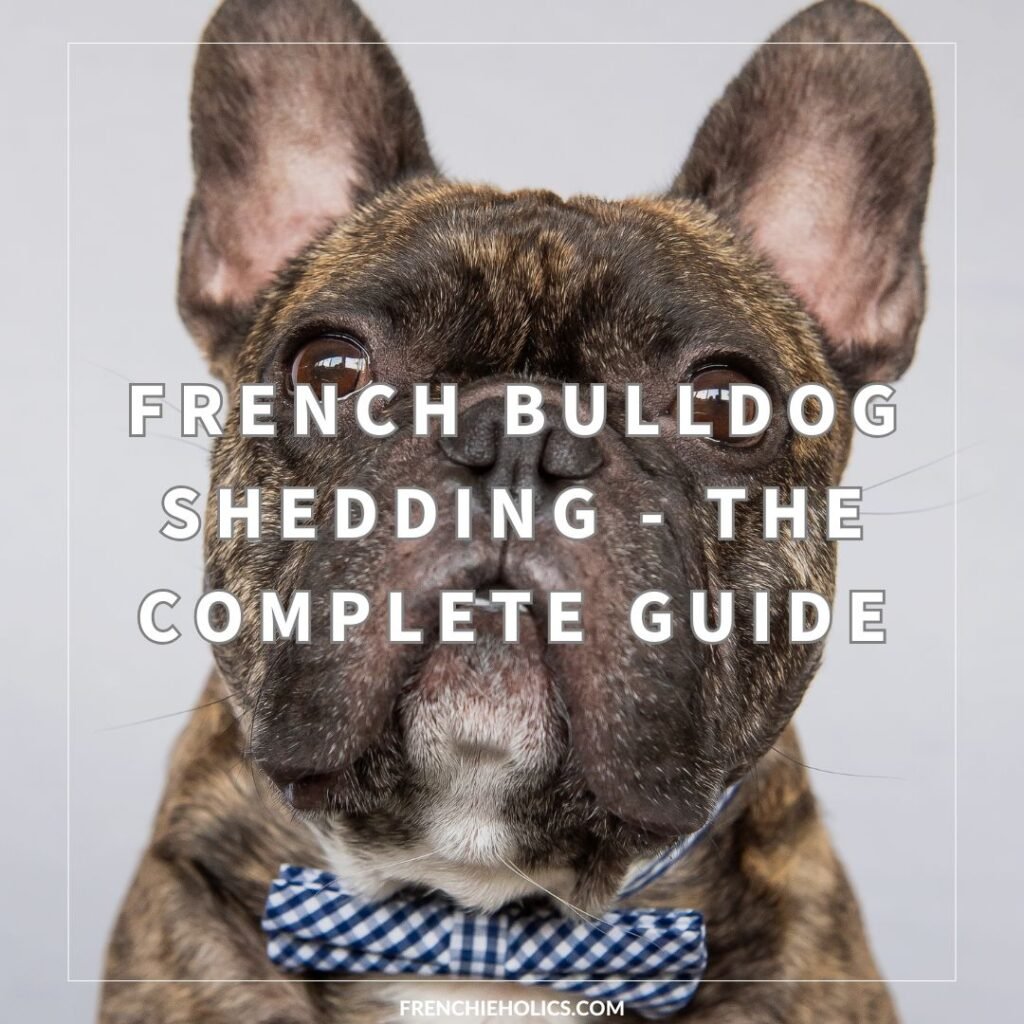 French Bulldog Shedding