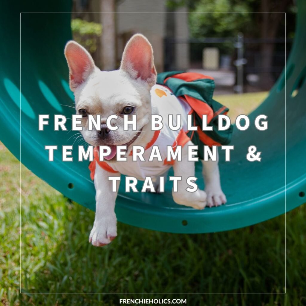 French Bulldog Temperament & Traits