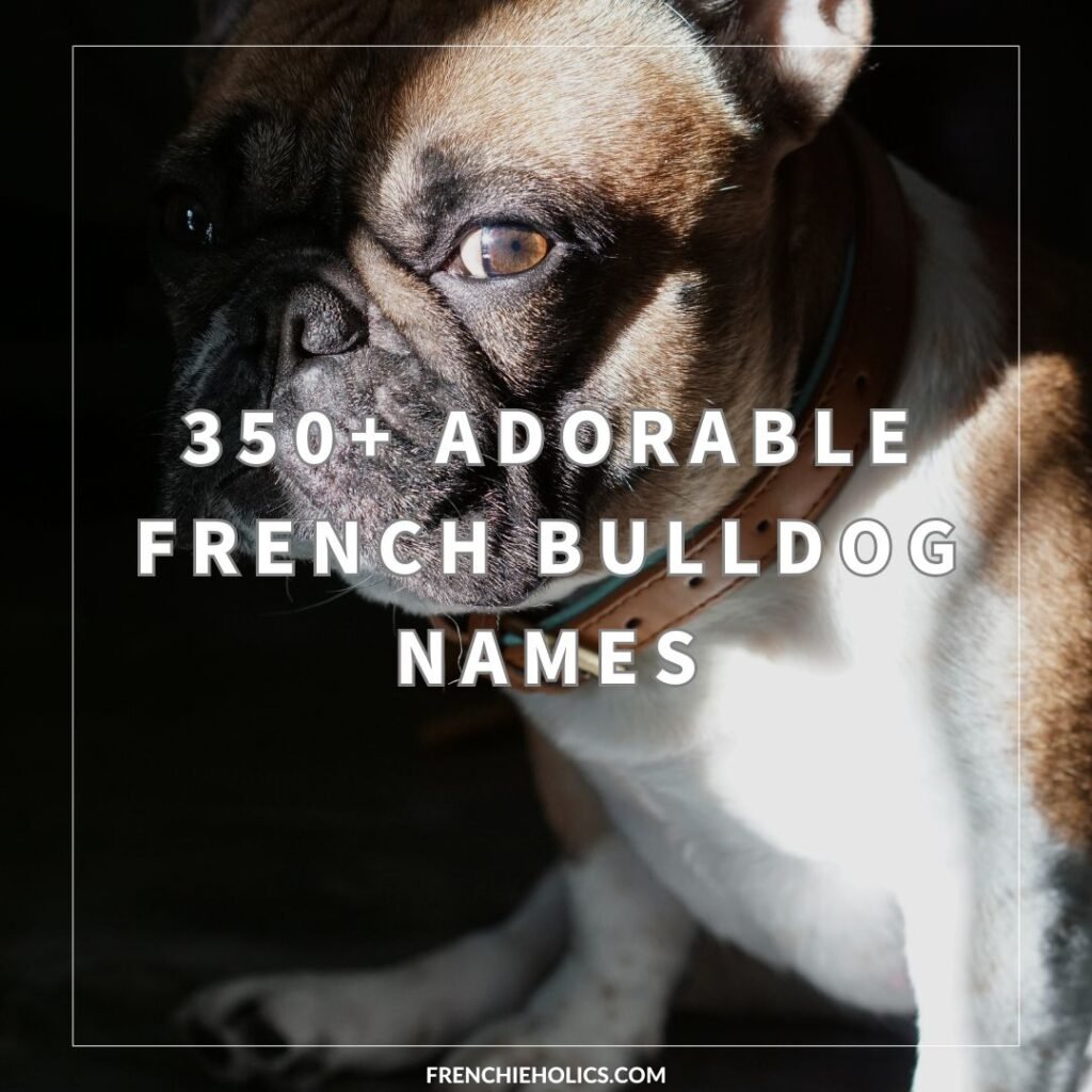 350+ Adorable French Bulldog Names