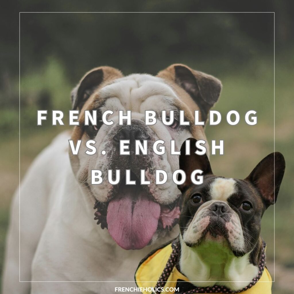 French Bulldog versus English Bulldog