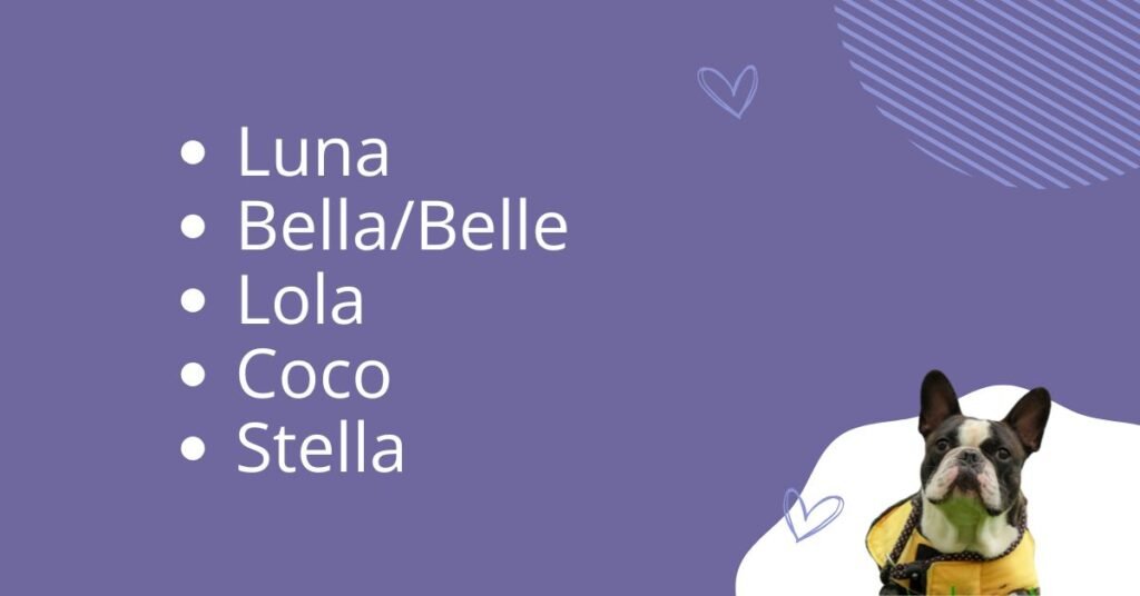 Top 30 Female French Bulldog Names