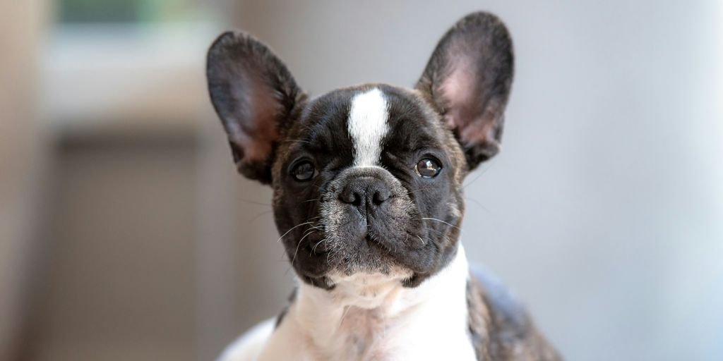 short-coated white and black puppy