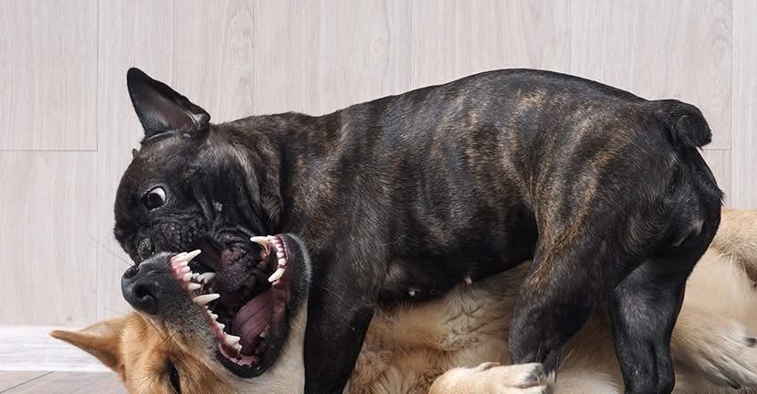 are french bulldogs aggressive?