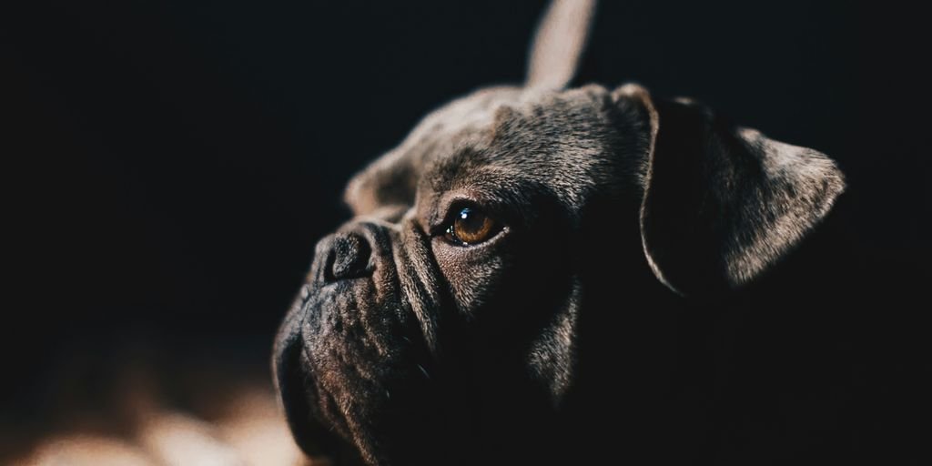short-coated black dog in macro photography