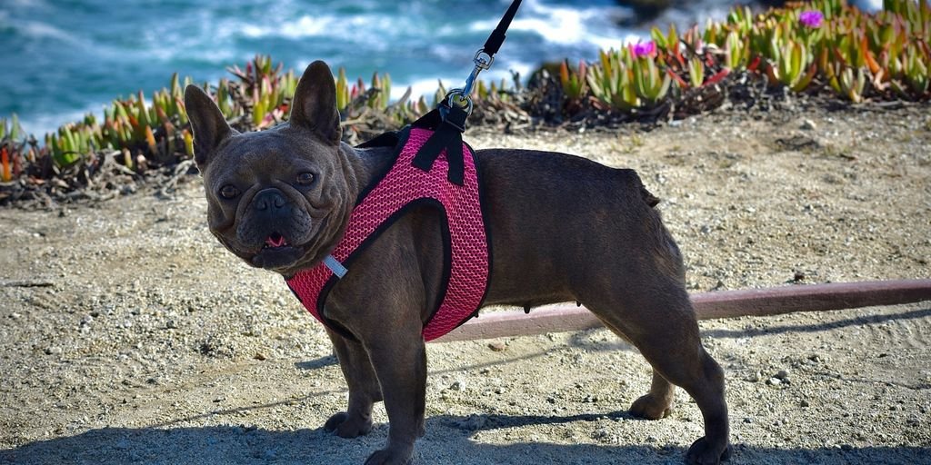 brown short coated small dog with pink and black leash