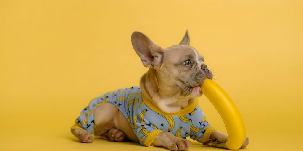 a small dog with a yellow frisbee in its mouth