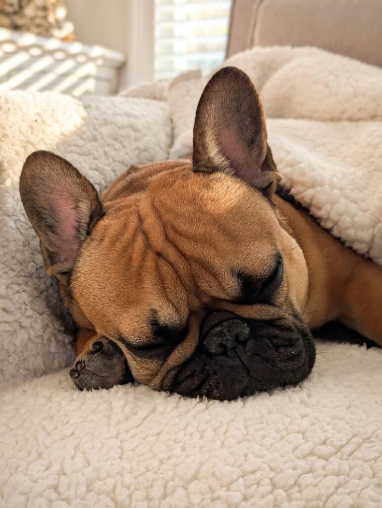 do french bulldogs snore a lot - frenchieholics