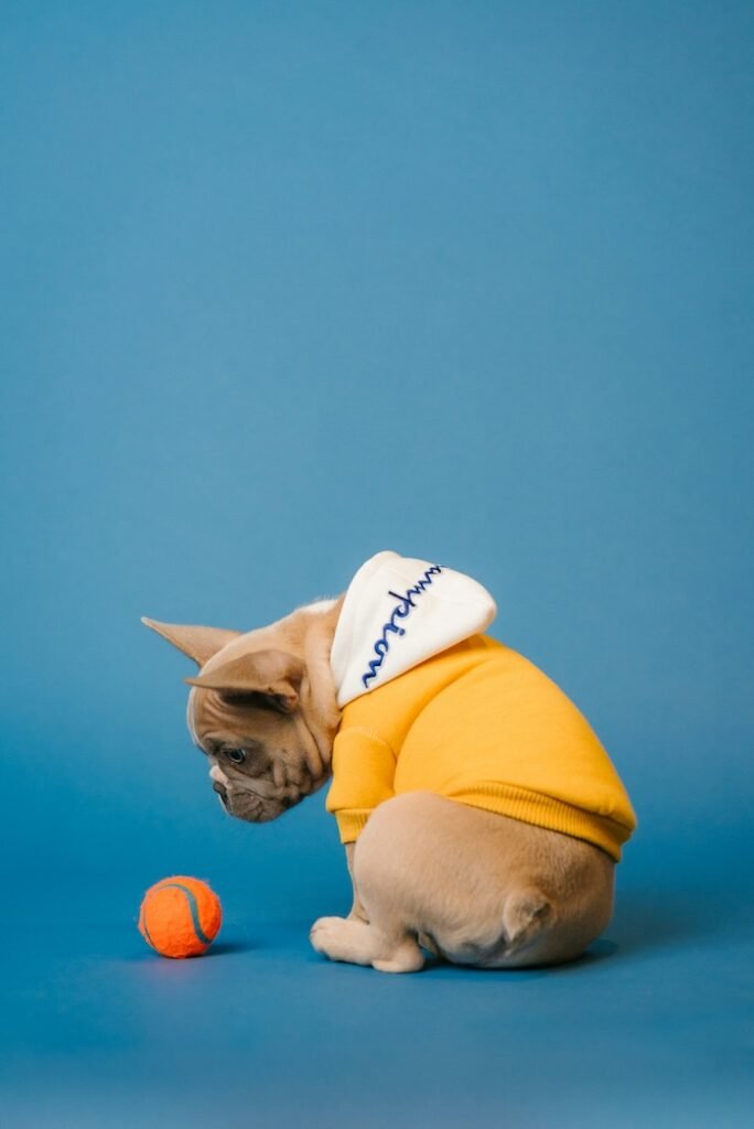 are french bulldogs aggressive?