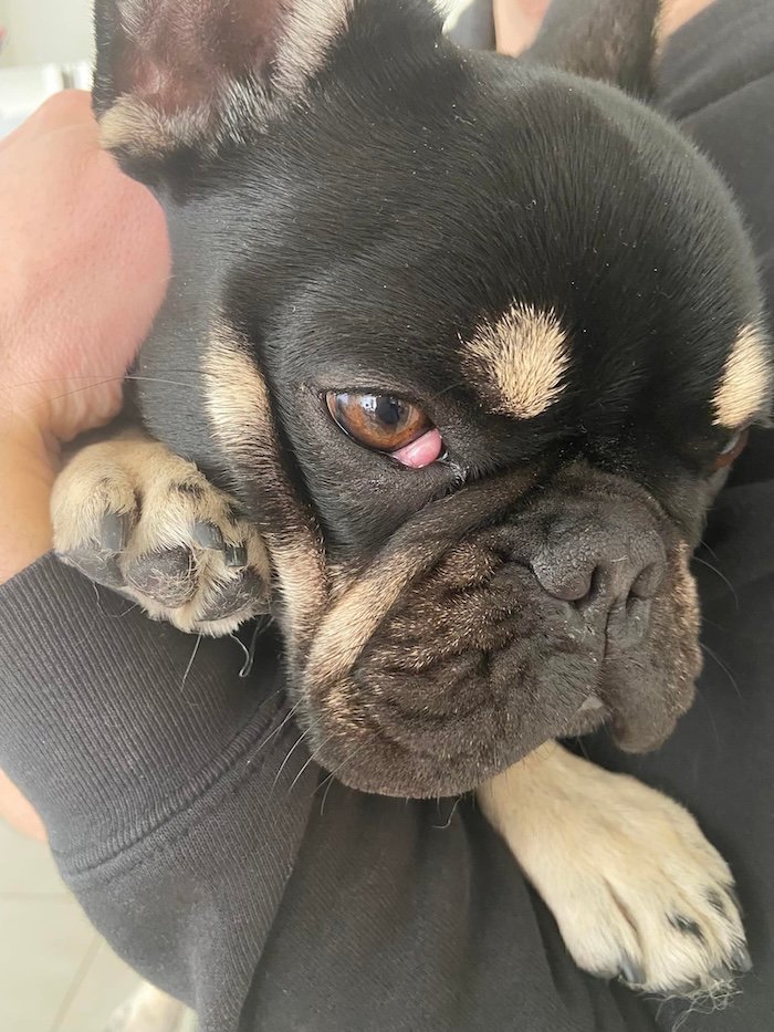 french bulldog cherry eye