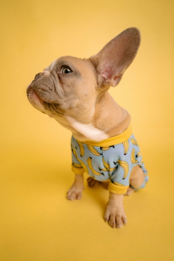 french bulldog names based on movies