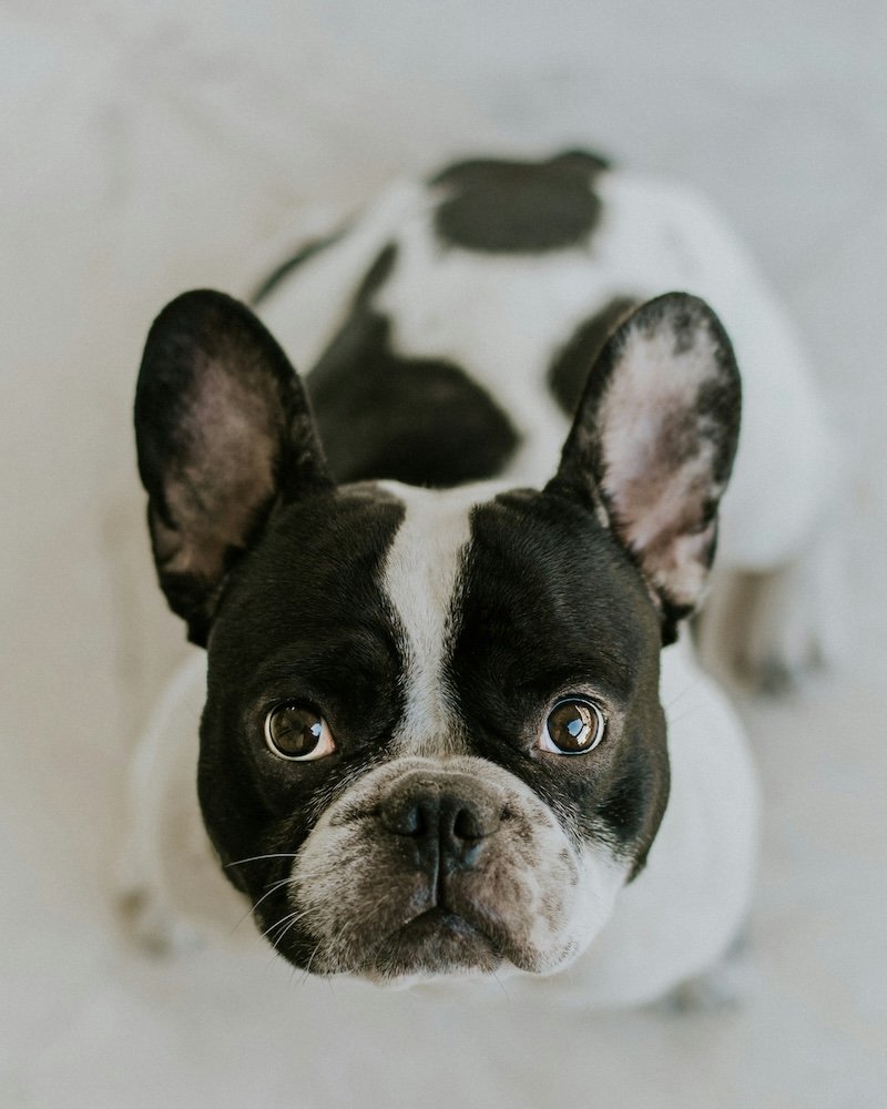 french bulldog names - frenchieholics