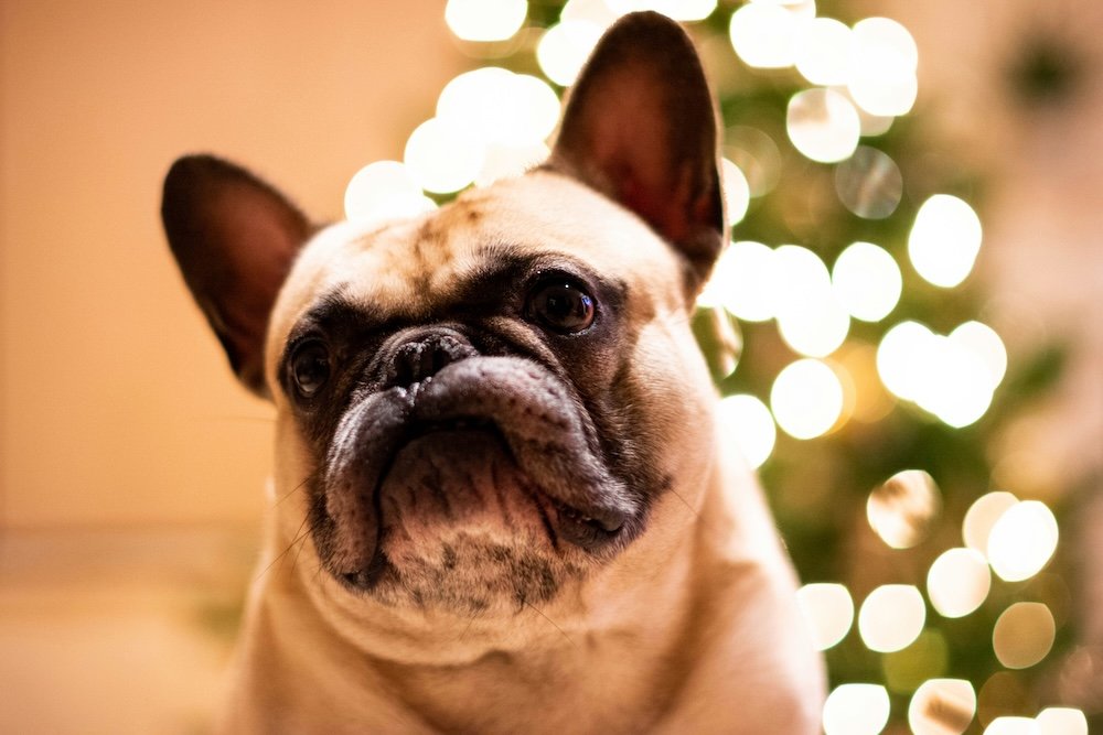 funny french bulldog names inspired by food