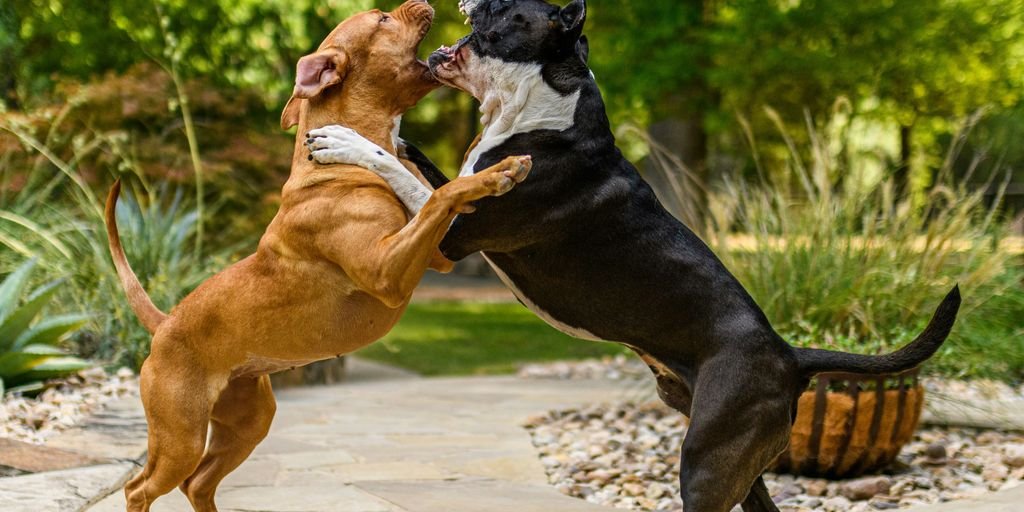 two dogs fighting with a basket