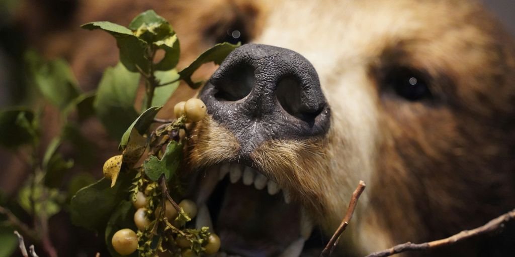 a close up of a bear with its mouth open