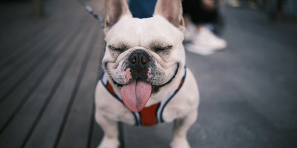 white and black french bulldog puppy sitting on floor