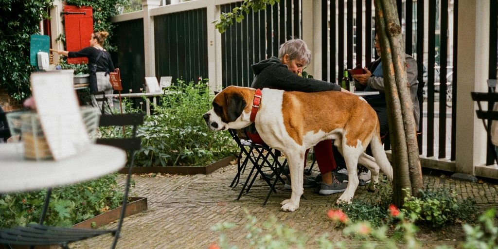 a man sitting at a table with a dog on his back