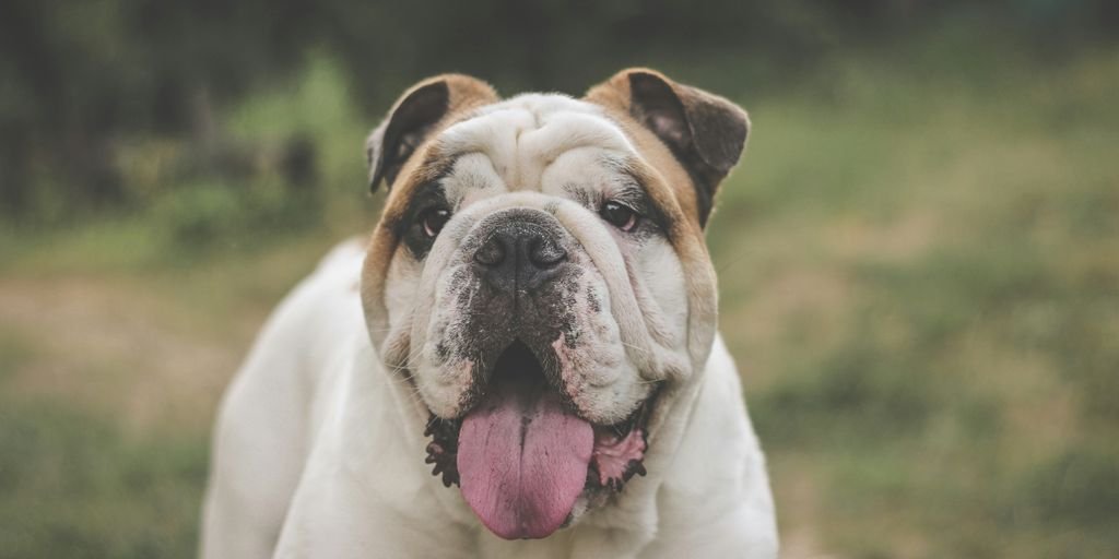 a close up of a dog with its tongue hanging out