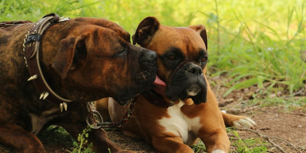 a couple of dogs laying on top of a grass covered field