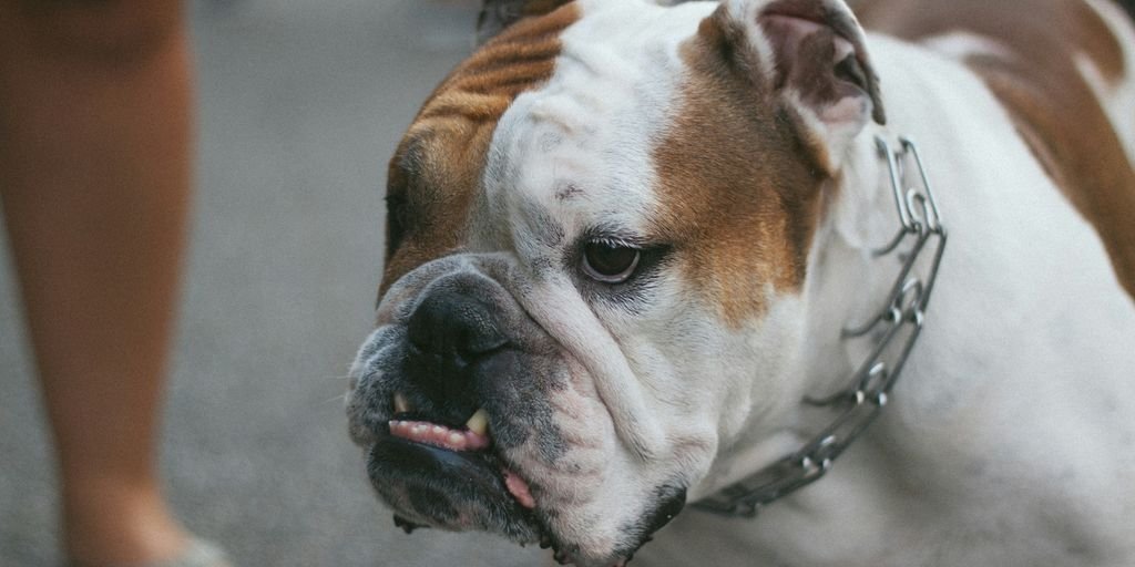 brown and white short coated dog