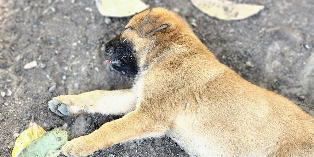 a small brown dog laying on top of a street