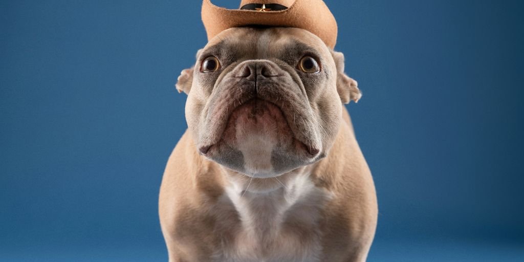 a dog wearing a cowboy hat on a blue background