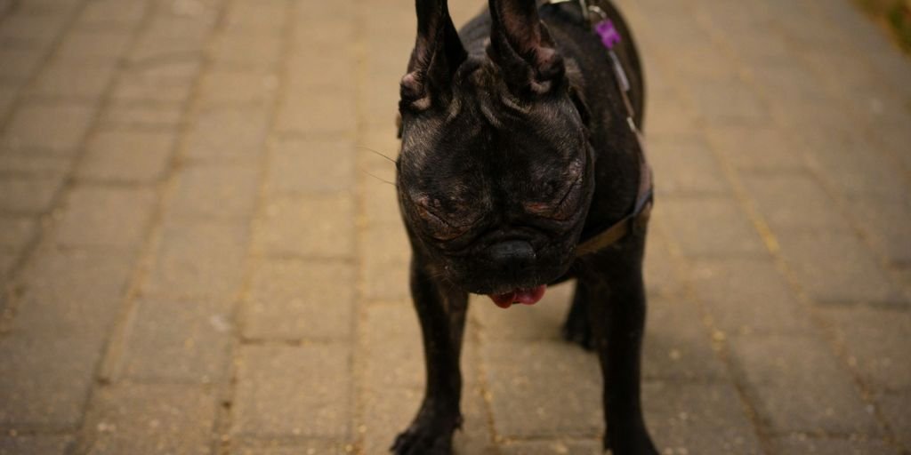a dog on a leash